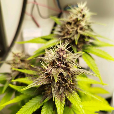 Dark Purple Auto growlog timeline photo