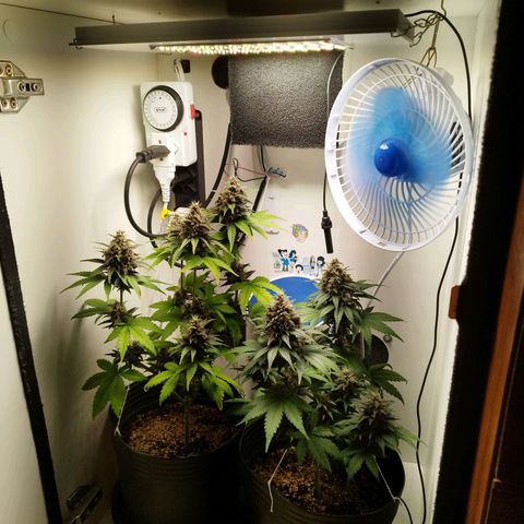 Dark Purple Auto growlog timeline photo