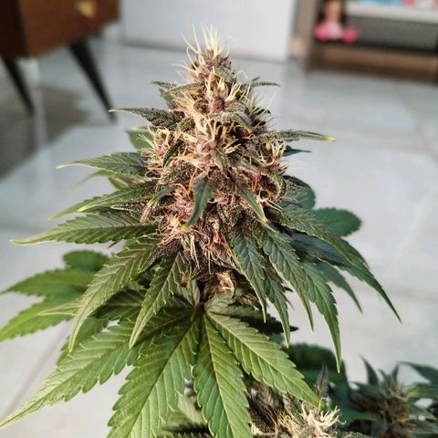 LSD-25 Auto growlog timeline photo