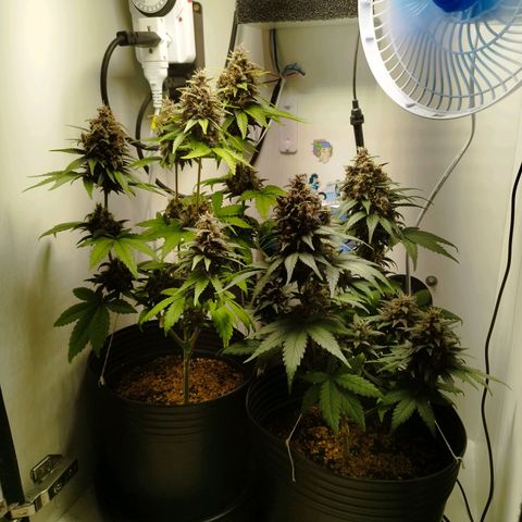 Dark Purple Auto growlog timeline photo