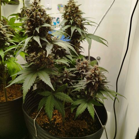 LSD-25 Auto growlog timeline photo