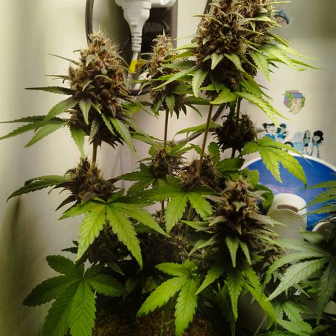 Dark Purple Auto growlog timeline photo