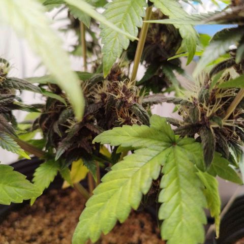 Dark Purple Auto growlog timeline photo