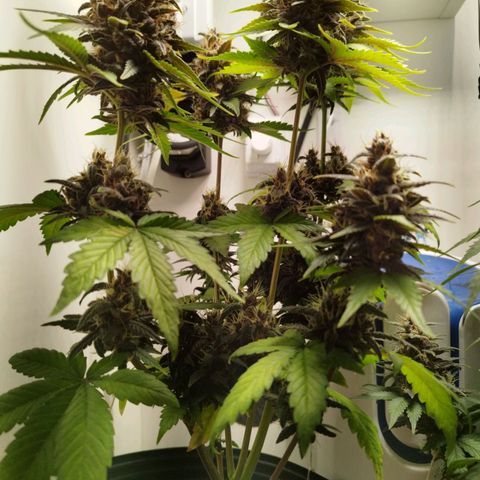 Dark Purple Auto growlog timeline photo