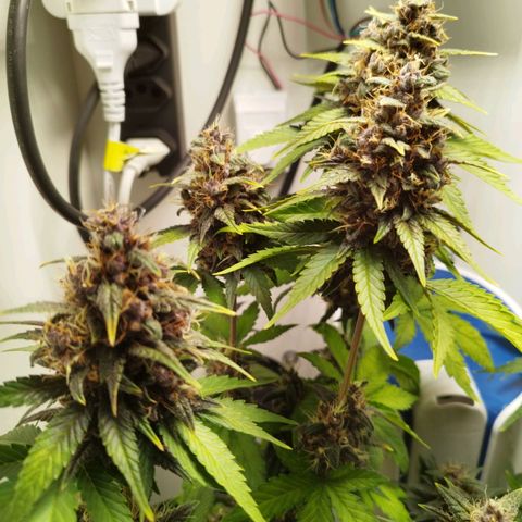 Dark Purple Auto growlog timeline photo