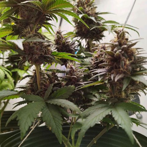LSD-25 Auto growlog timeline photo