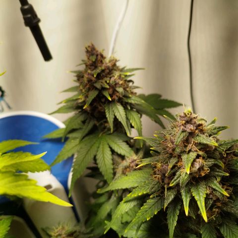 LSD-25 Auto growlog timeline photo
