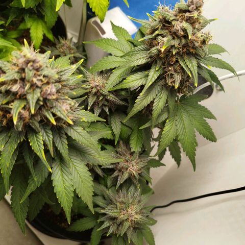 LSD-25 Auto growlog timeline photo