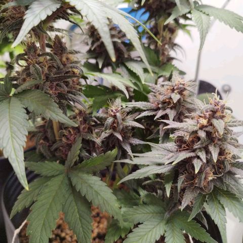 LSD-25 Auto growlog timeline photo