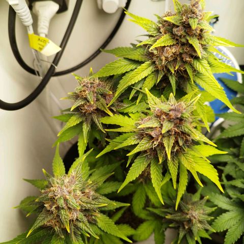 Dark Purple Auto growlog timeline photo