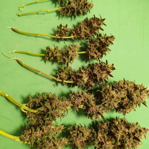 LSD-25 Auto growlog timeline photo