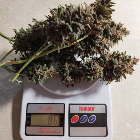 LSD-25 Auto growlog timeline photo