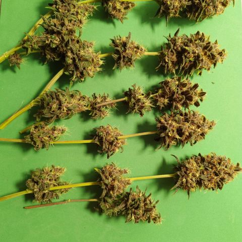 Dark Purple Auto growlog timeline photo