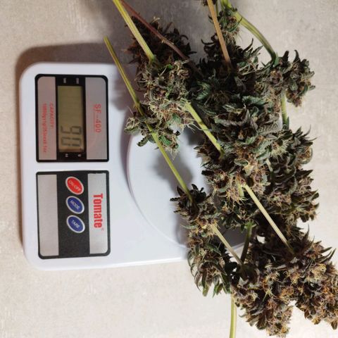Dark Purple Auto growlog timeline photo