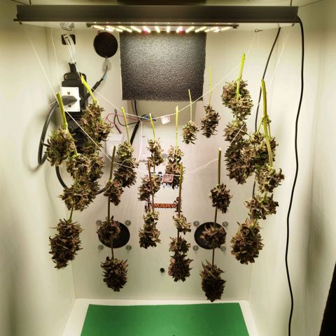 Dark Purple Auto growlog timeline photo