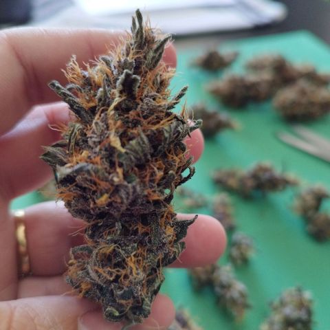 Dark Purple Auto growlog timeline photo