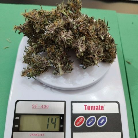 LSD-25 Auto growlog timeline photo