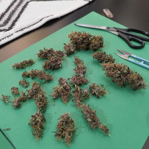 LSD-25 Auto growlog timeline photo
