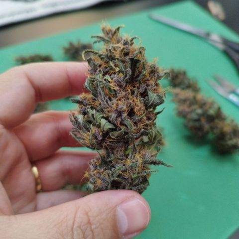 LSD-25 Auto growlog timeline photo