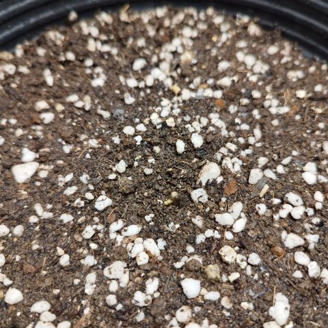 Gorilla Kush #1 growlog photo