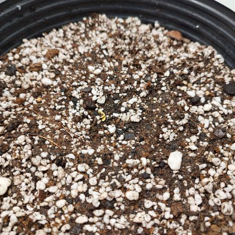 Gorilla Kush #2 growlog photo