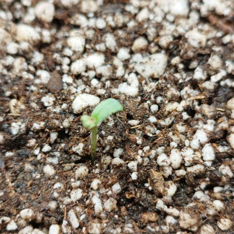 Gorilla Kush #2 growlog photo