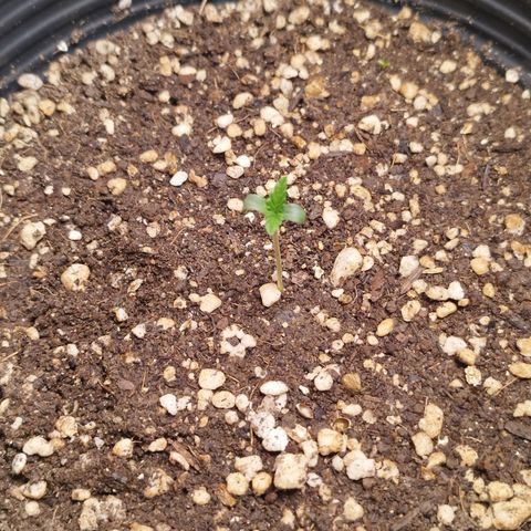 Gorilla Kush #1 growlog photo