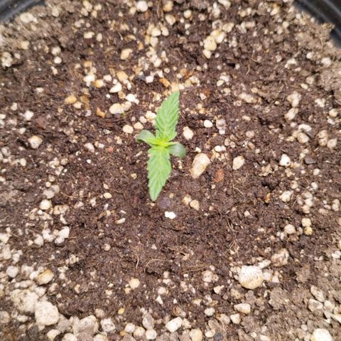 Gorilla Kush #1 growlog photo