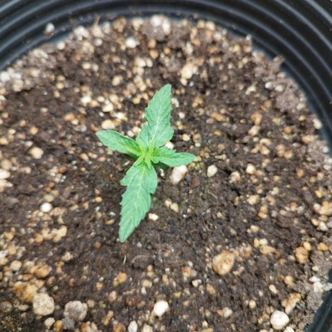 Gorilla Kush #1 growlog timeline photo