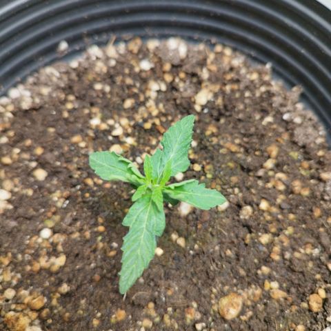 Gorilla Kush #1 growlog timeline photo