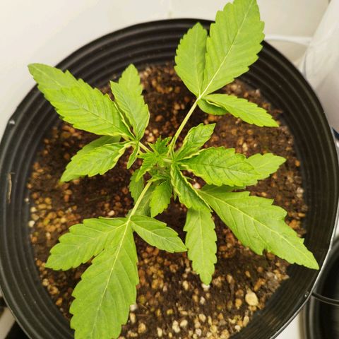Gorilla Kush #1 growlog timeline photo