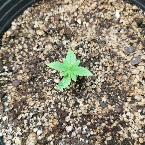 Gorilla Kush #2 growlog timeline photo