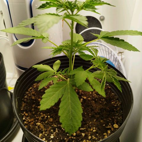 Gorilla Kush #1 growlog timeline photo