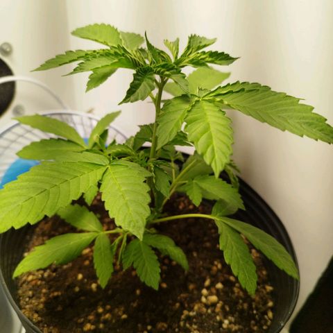 Gorilla Kush #1 growlog timeline photo