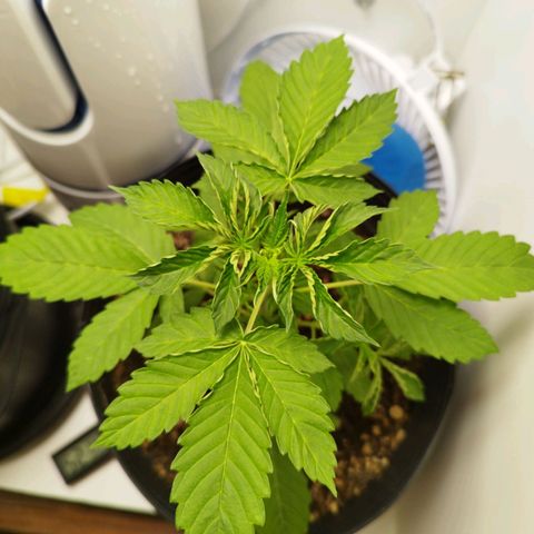 Gorilla Kush #1 growlog timeline photo
