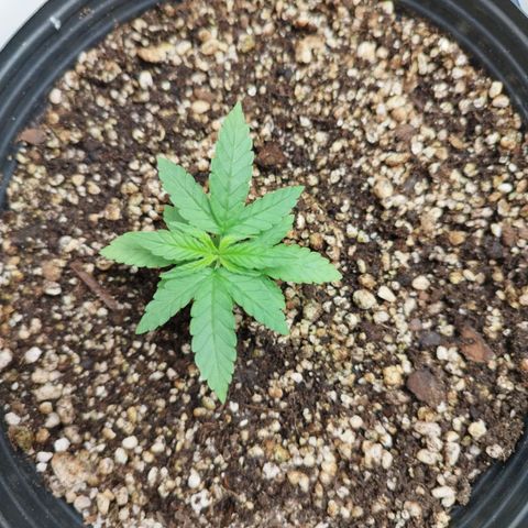 Gorilla Kush #2 growlog timeline photo