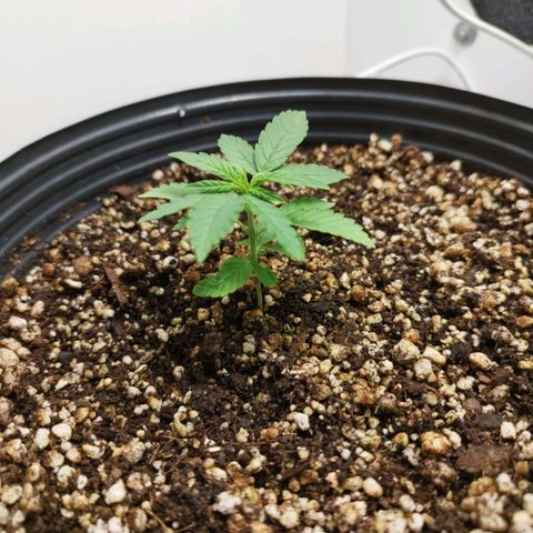 Gorilla Kush #2 growlog timeline photo