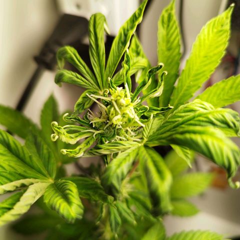 Gorilla Kush #1 growlog timeline photo