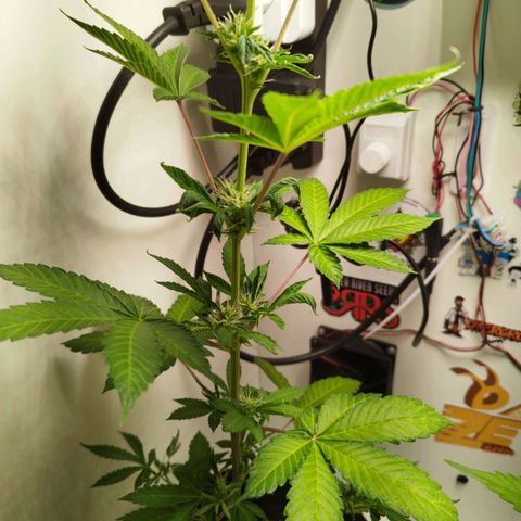 Gorilla Kush #1 growlog timeline photo