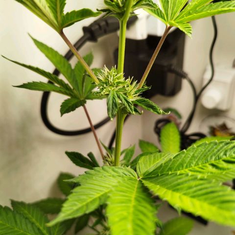 Gorilla Kush #1 growlog timeline photo