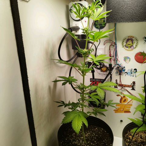 Gorilla Kush #1 growlog timeline photo