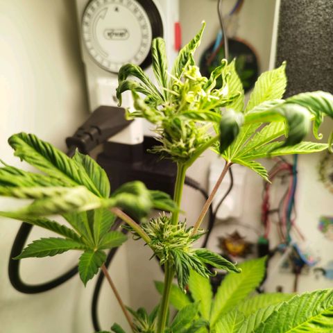 Gorilla Kush #1 growlog timeline photo