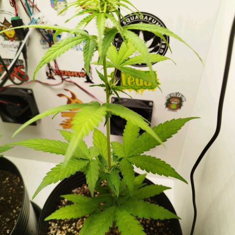 Gorilla Kush #2 growlog timeline photo