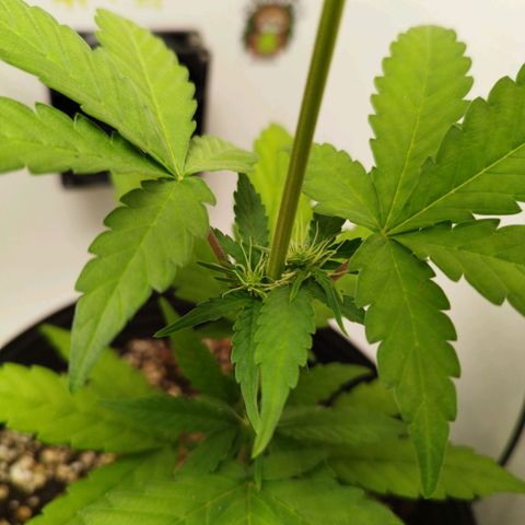 Gorilla Kush #2 growlog timeline photo