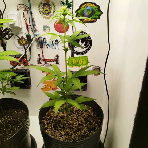 Gorilla Kush #2 growlog timeline photo