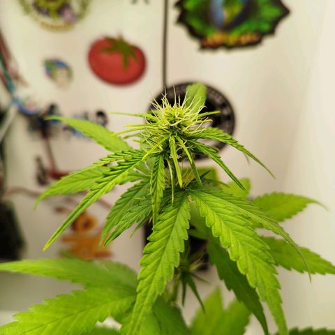 Gorilla Kush #2 growlog timeline photo