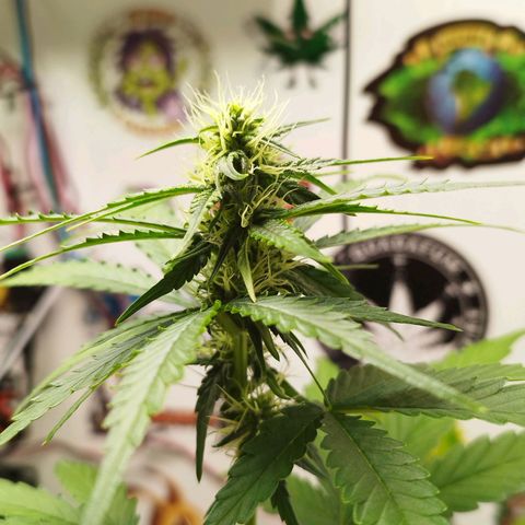 Gorilla Kush #2 growlog timeline photo