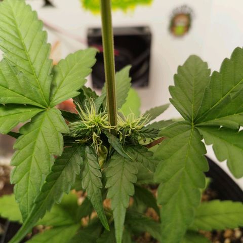 Gorilla Kush #2 growlog timeline photo