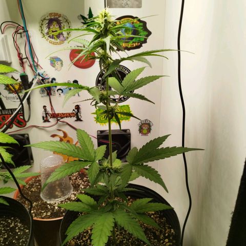 Gorilla Kush #2 growlog timeline photo