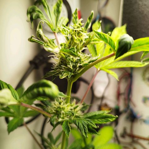Gorilla Kush #1 growlog timeline photo